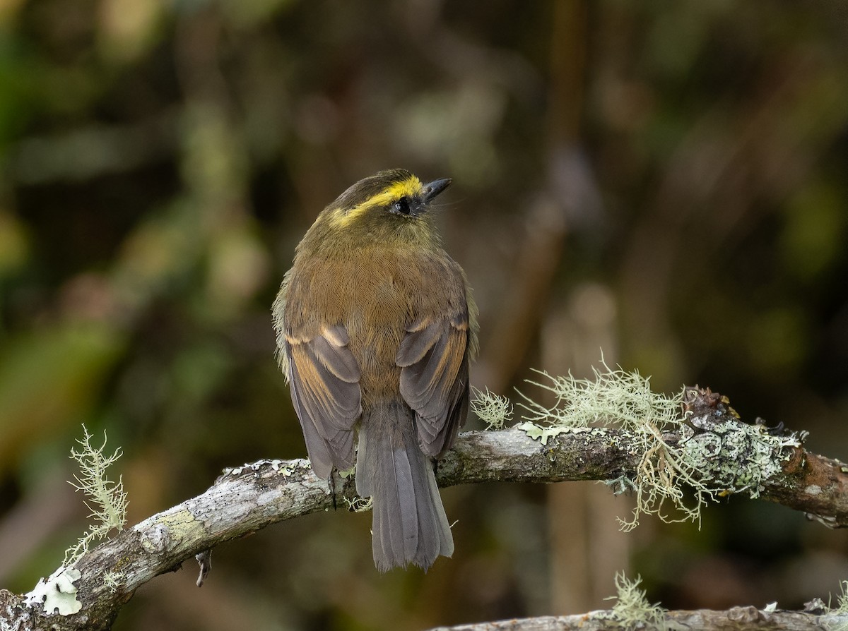 Yellow-bellied Chat-Tyrant - ML402121121