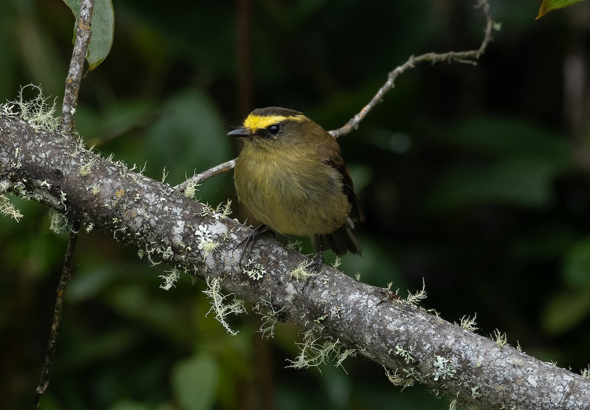 Yellow-bellied Chat-Tyrant - ML402121171