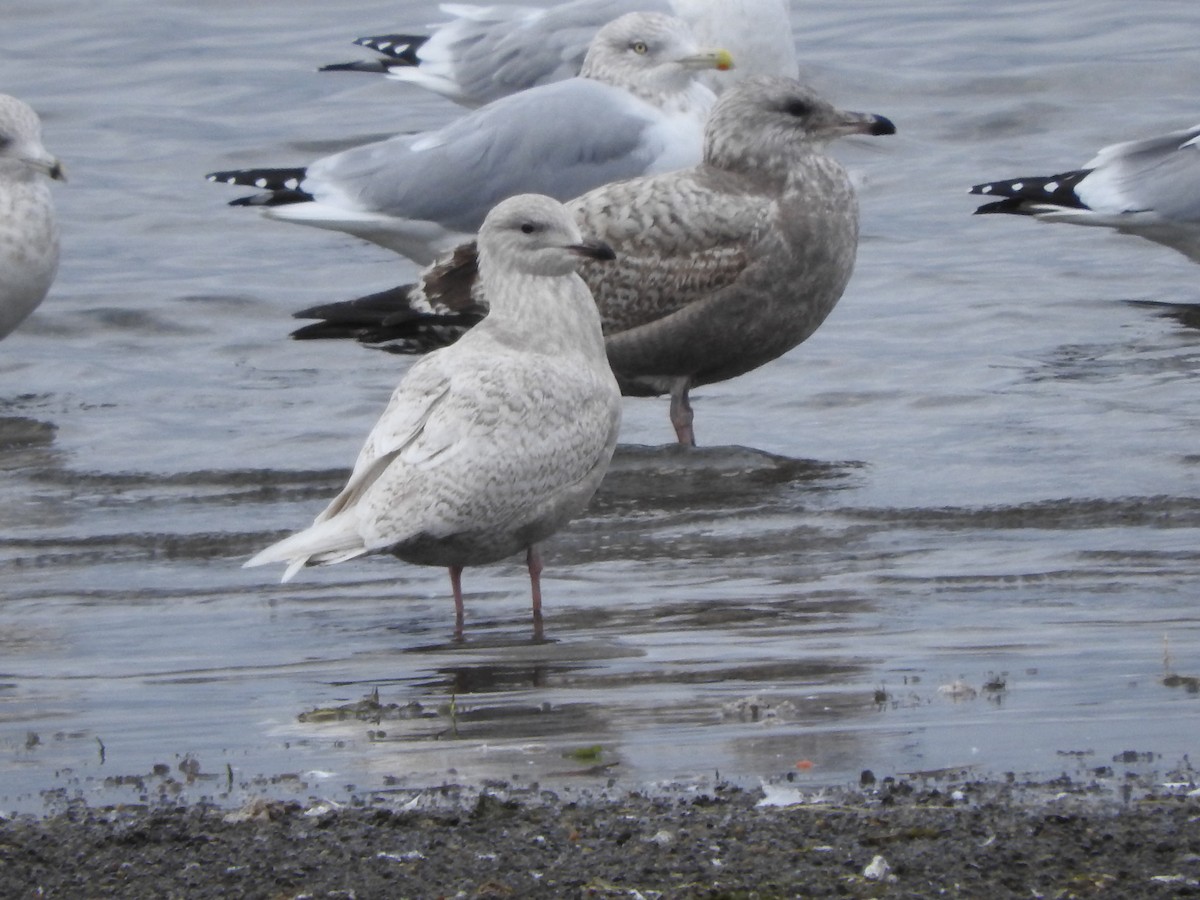Iceland Gull (kumlieni/glaucoides) - ML40212191