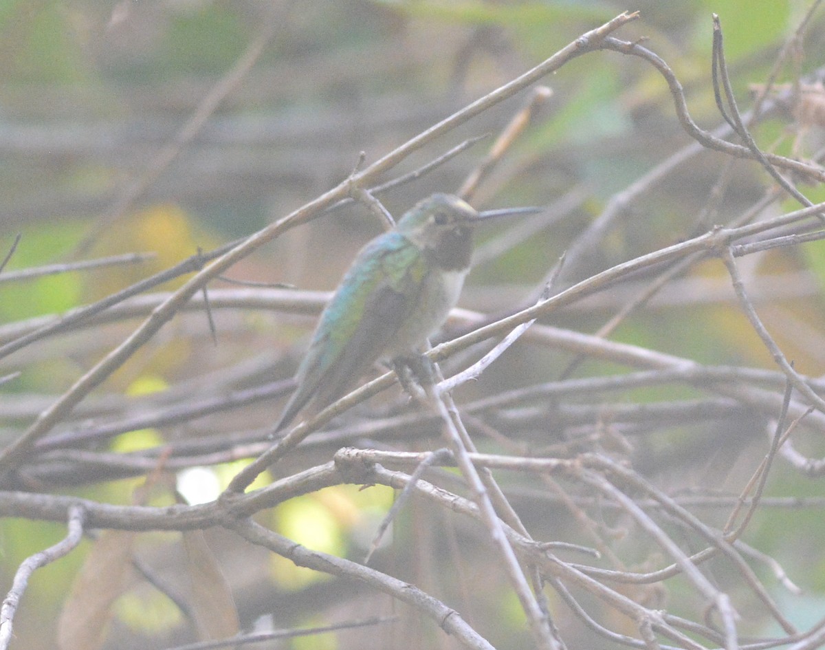 Broad-tailed Hummingbird - Clive Harris