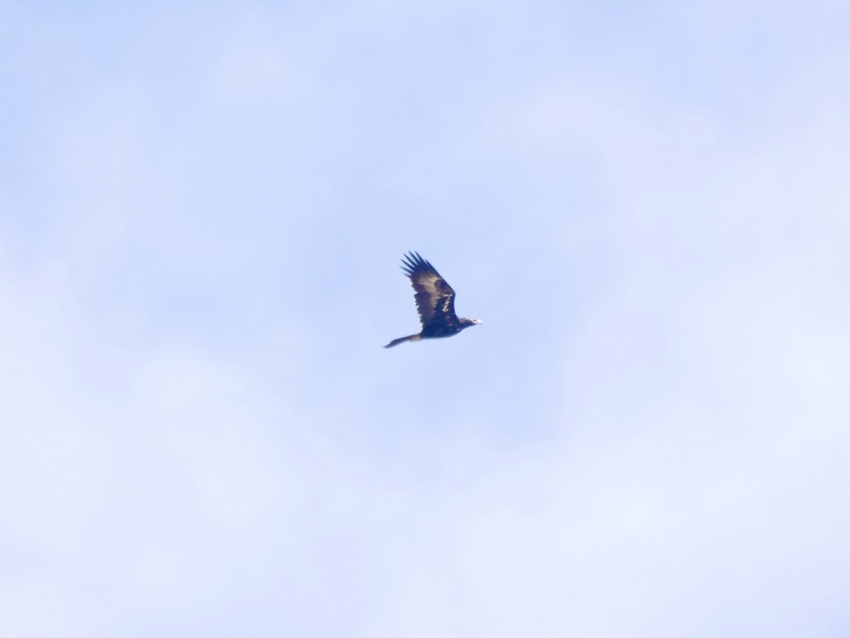 Wedge-tailed Eagle - Keith Morris