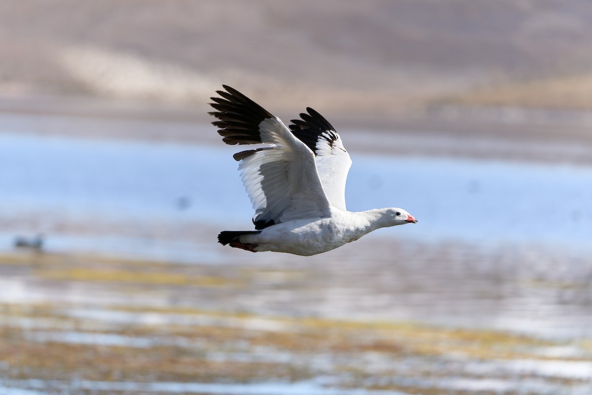 Andean Goose - ML402127671