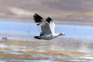 Andean Goose, ML402127671