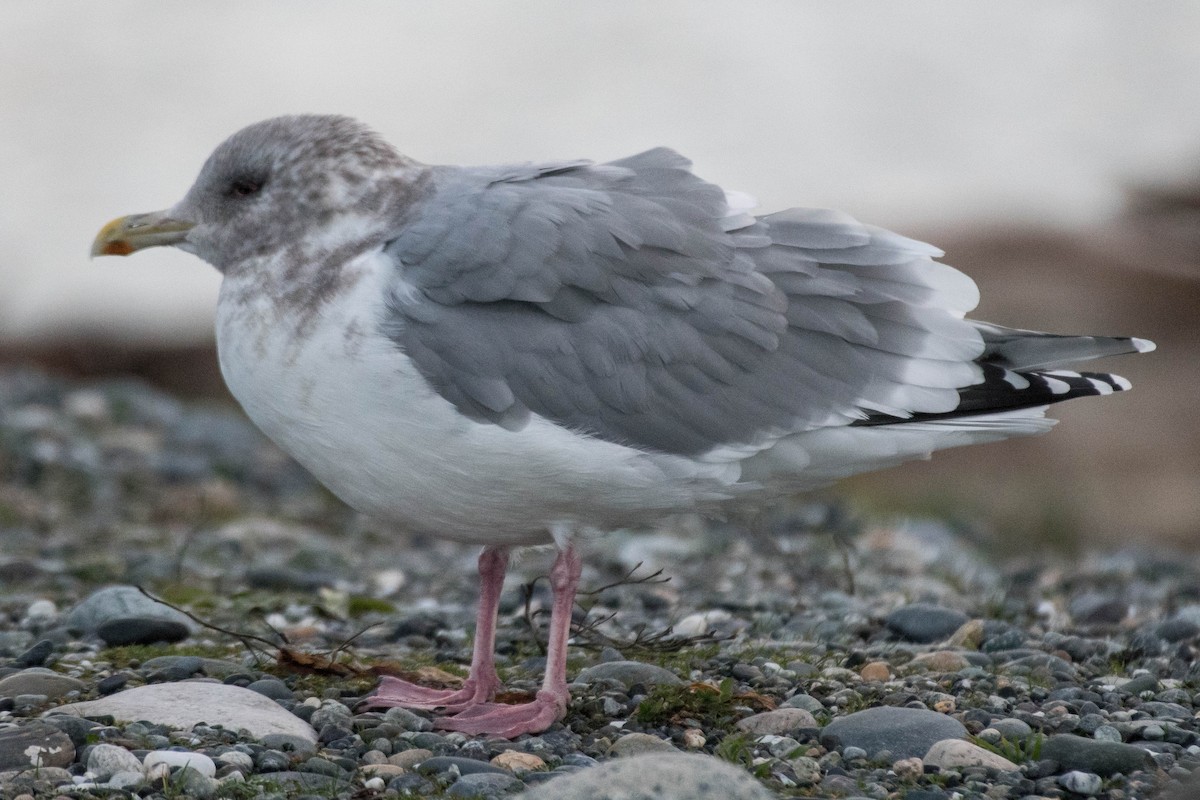 Iceland Gull (Thayer's) - ML402128751