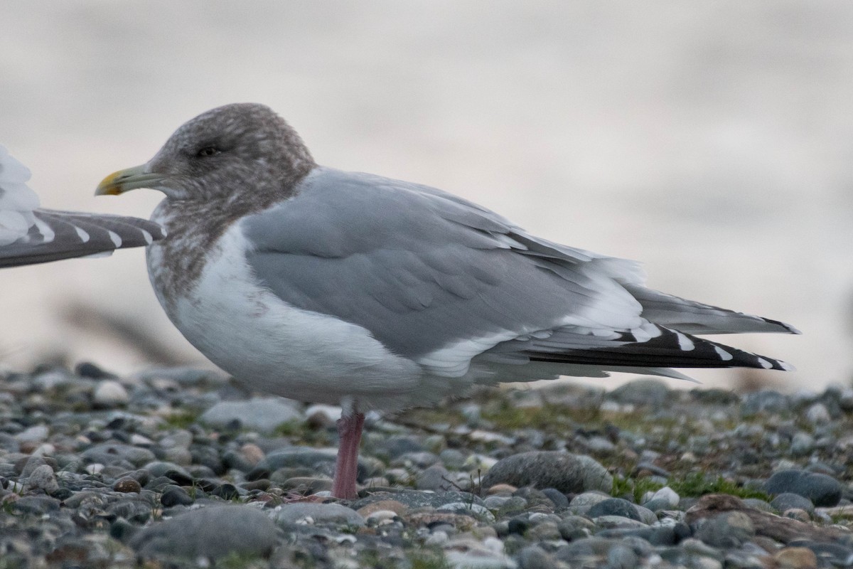 Iceland Gull (Thayer's) - ML402128771
