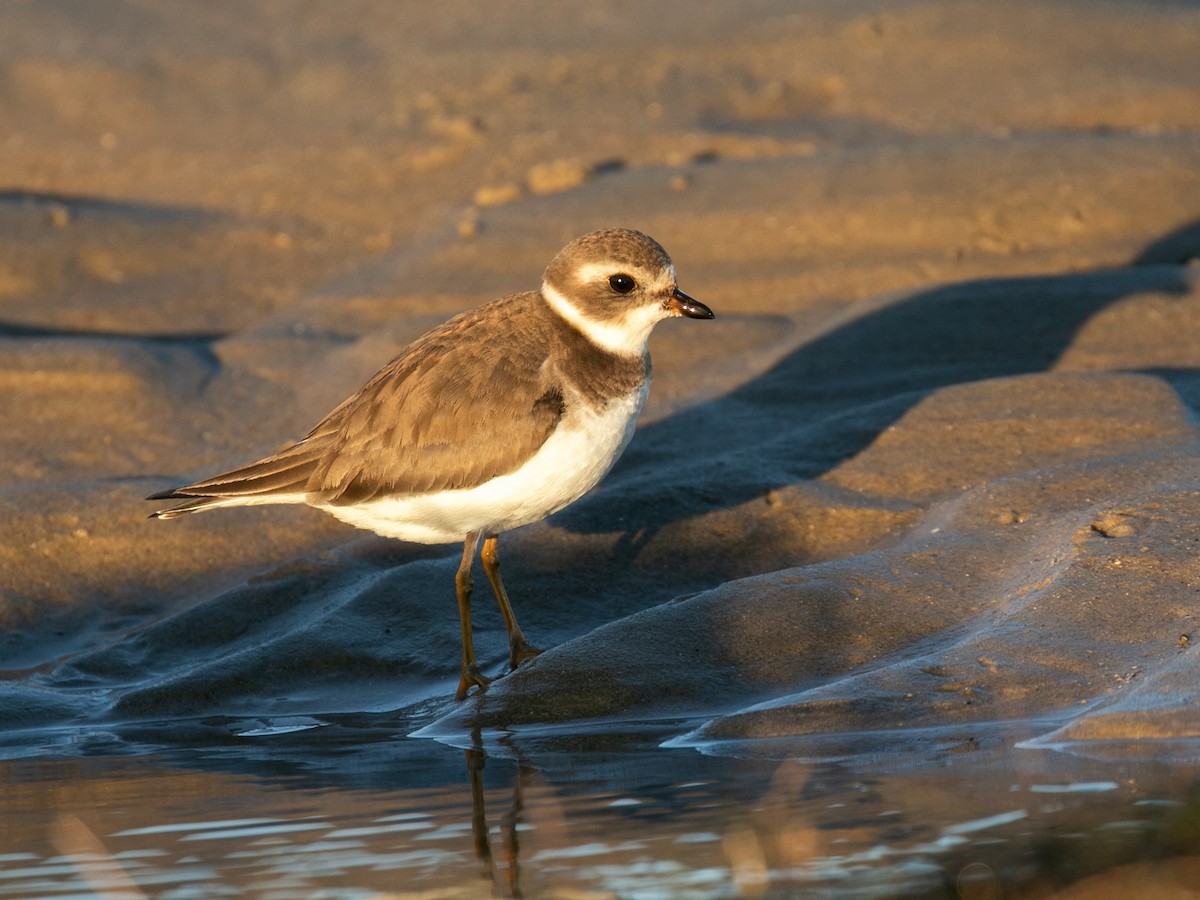 Semipalmated Plover - Spencer Seale