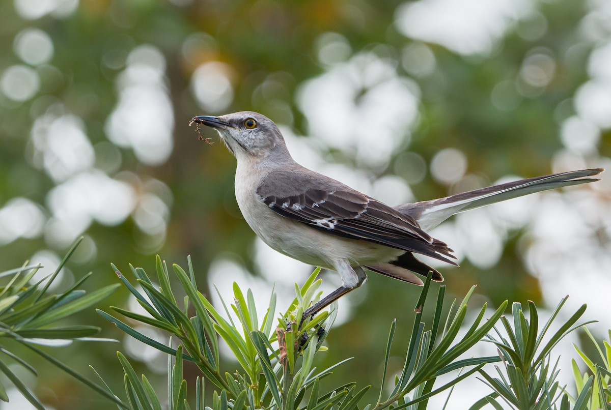 Northern Mockingbird - BAL Land