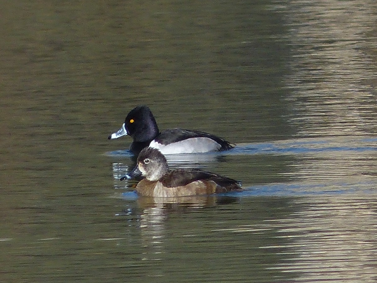 Ring-necked Duck - ML402131891