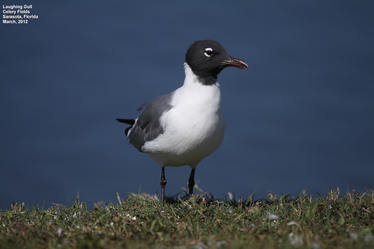Laughing Gull - Tom Moxley