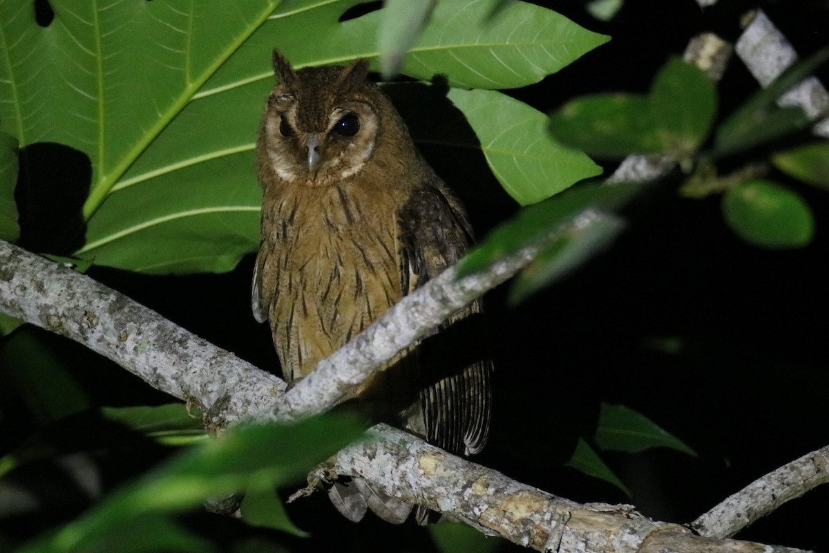 Jamaican Owl - ML402138941