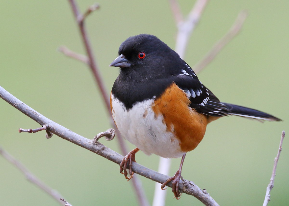Spotted Towhee - ML402139411