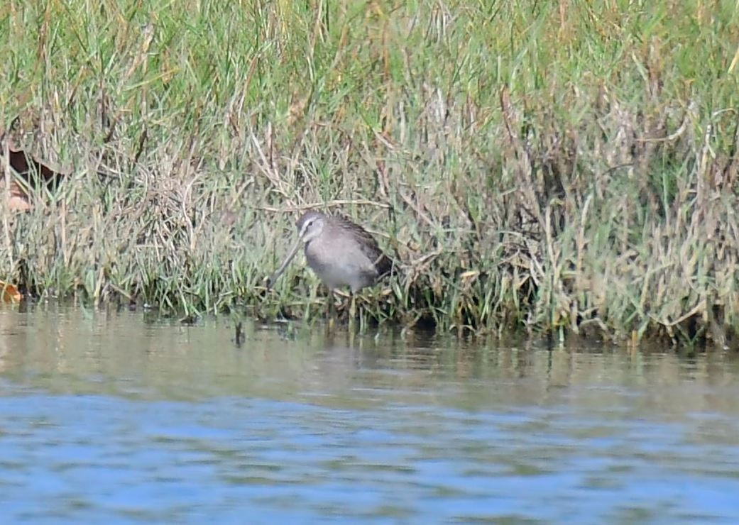 Long-billed Dowitcher - ML402142841