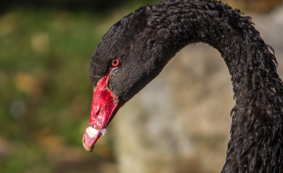 Black Swan - Francisco Pires