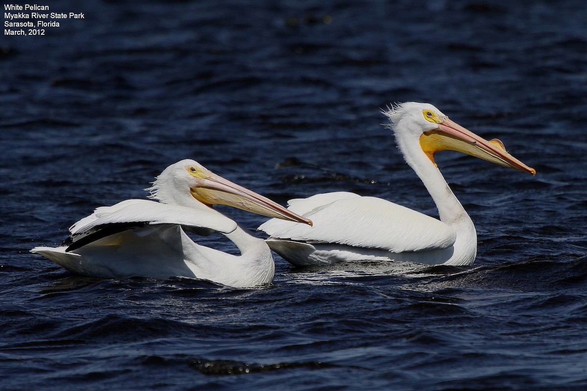 American White Pelican - Tom Moxley