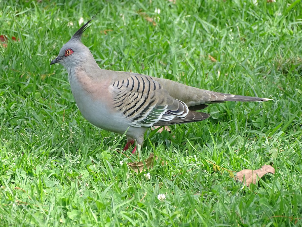 Crested Pigeon - ML40215731