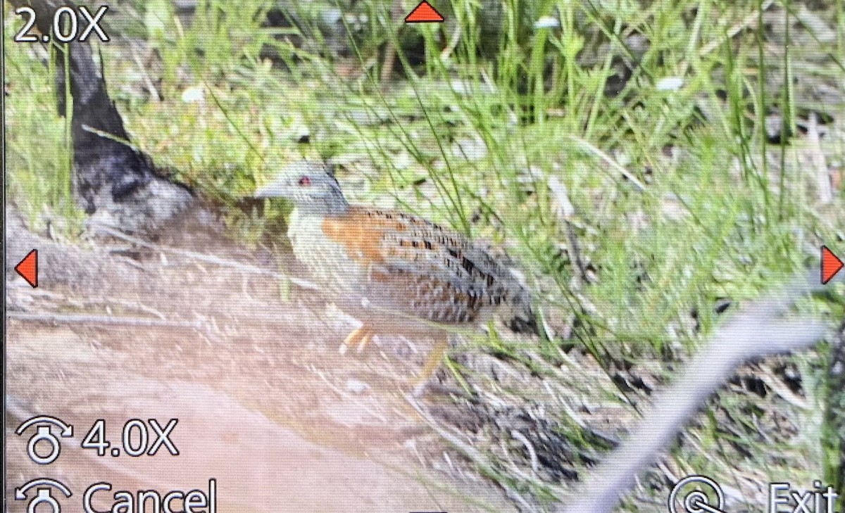 Painted Buttonquail - Andrew Hogg