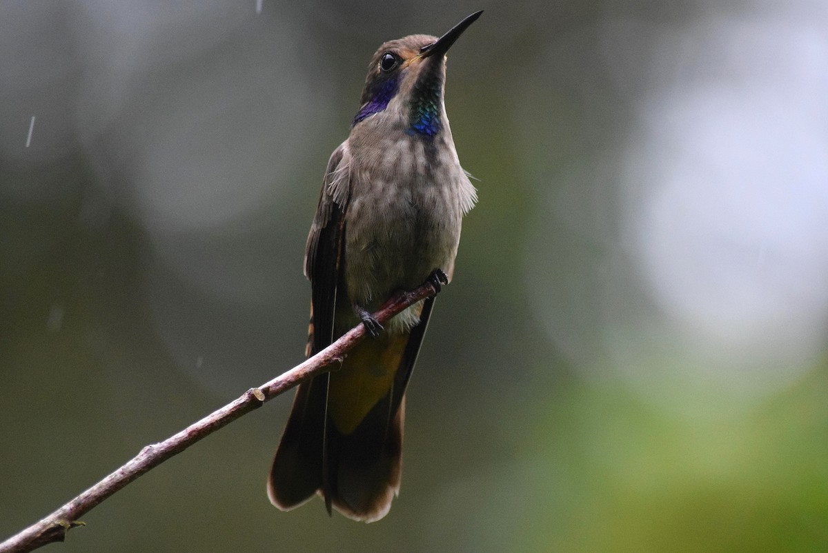 kolibřík fialovouchý - ML40216491