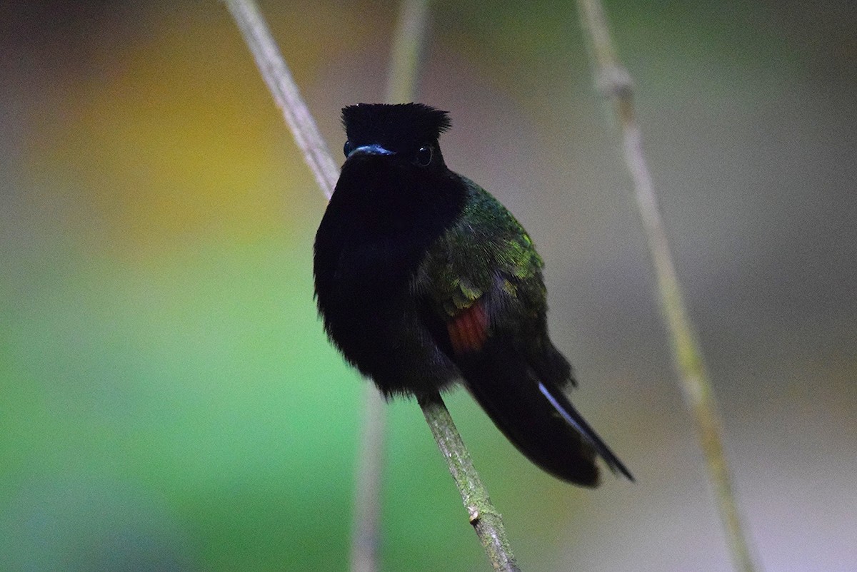 Black-bellied Hummingbird - ML40216751