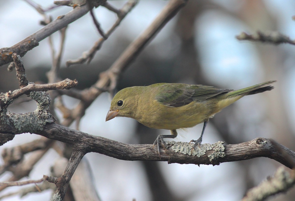 Painted Bunting - ML40217171