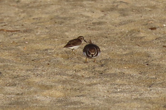 Semipalmated Plover - ML402177581