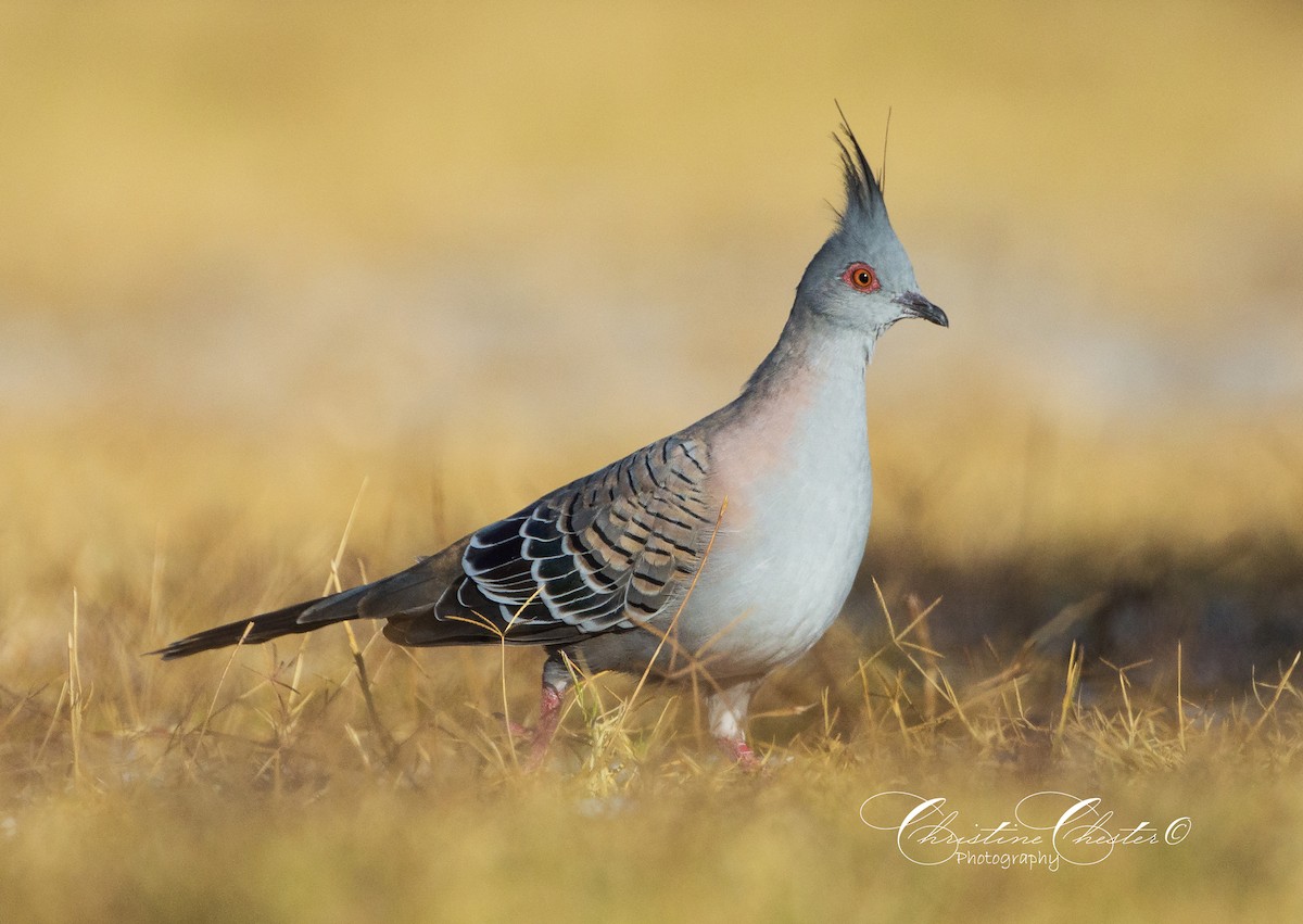 Crested Pigeon - Christine  Chester