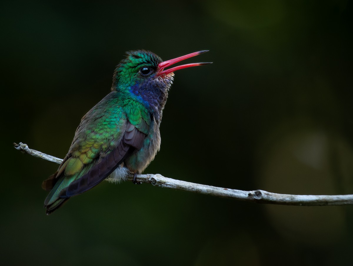 Blue-throated Goldentail - ML402182901