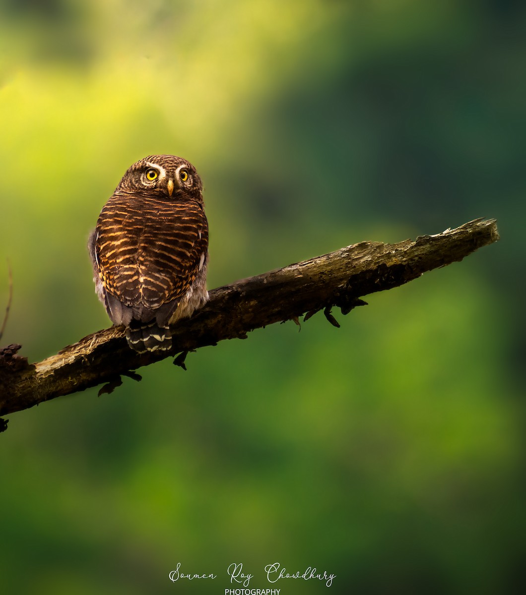 Asian Barred Owlet - ML402188101