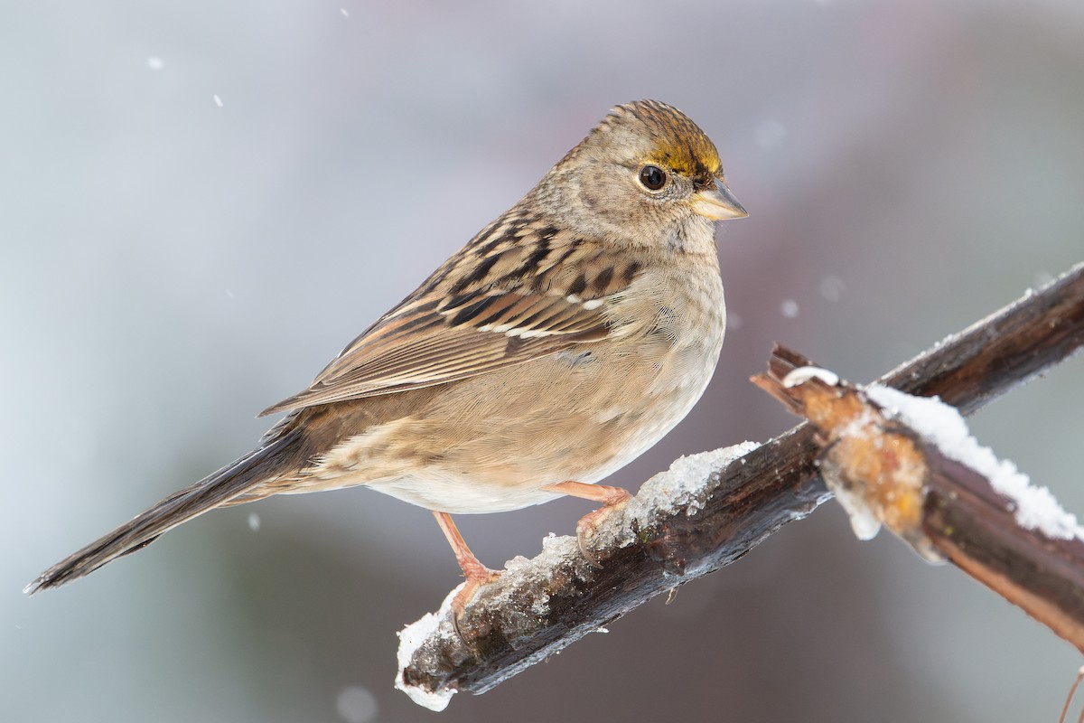 Golden-crowned Sparrow - Blair Dudeck