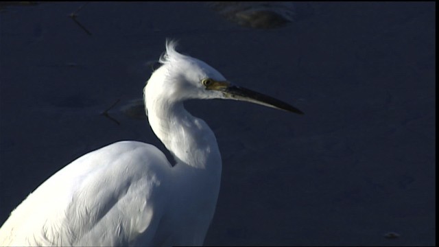 Snowy Egret - ML402194