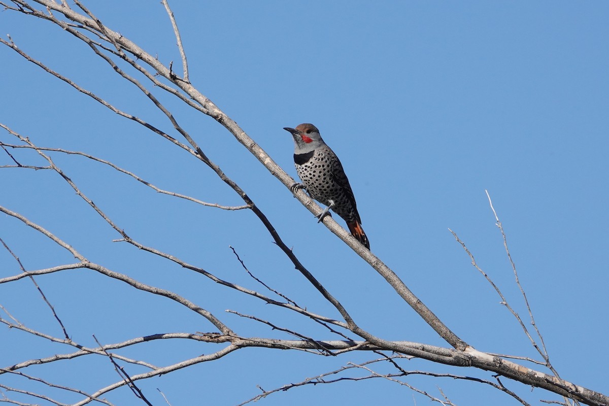 Northern Flicker (Red-shafted) - ML402203801
