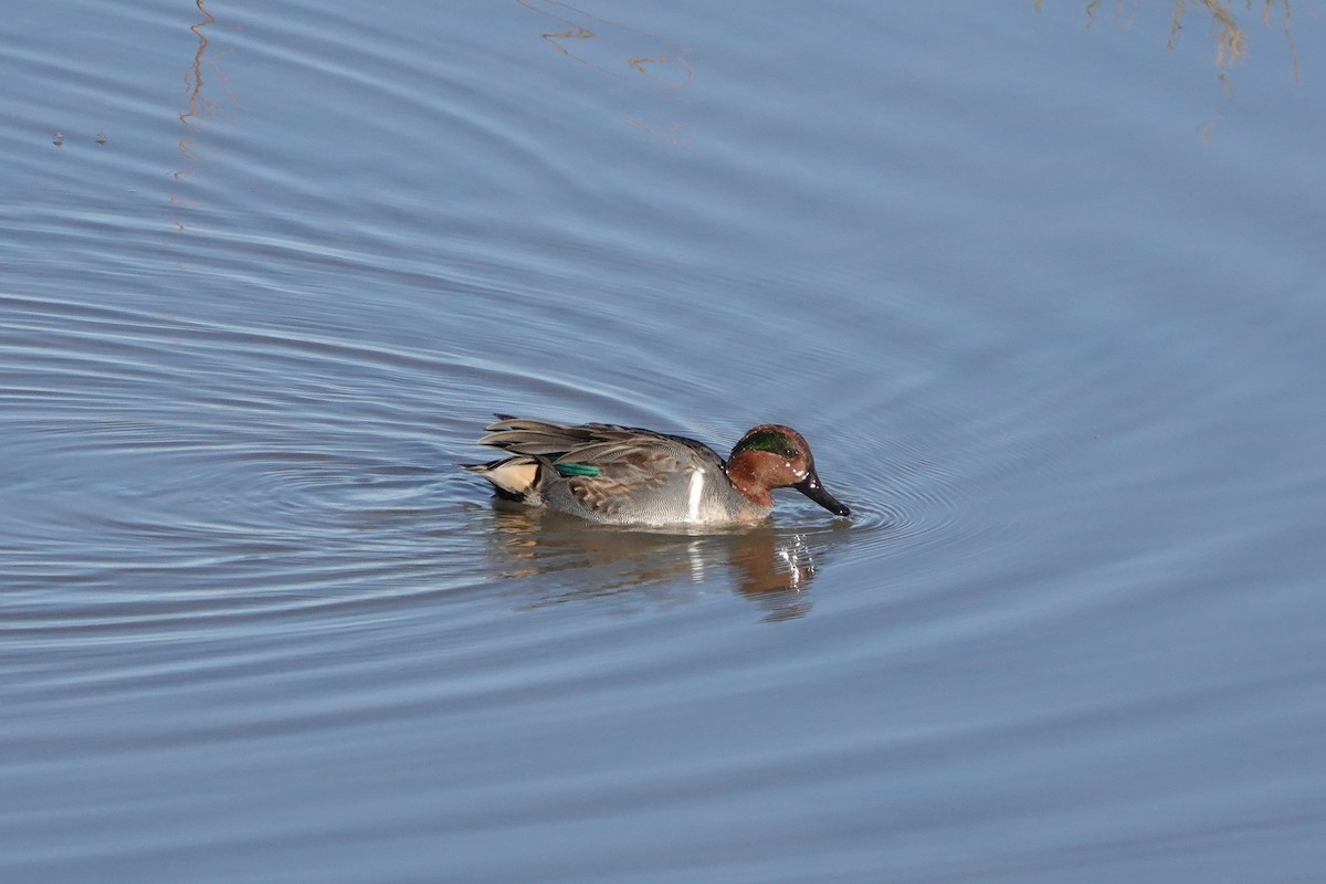 Green-winged Teal - ML402204241