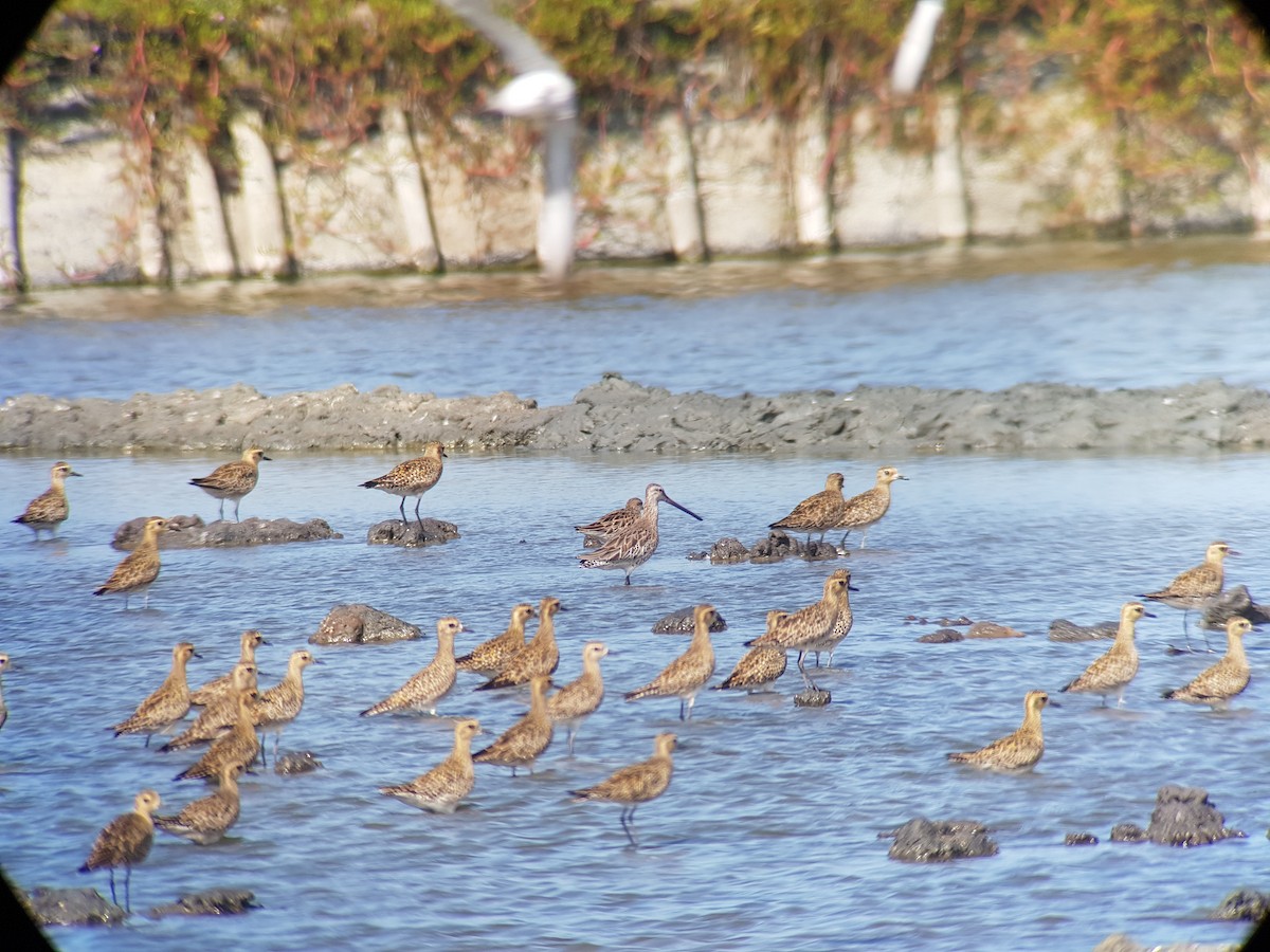 Asian Dowitcher - ML402204341