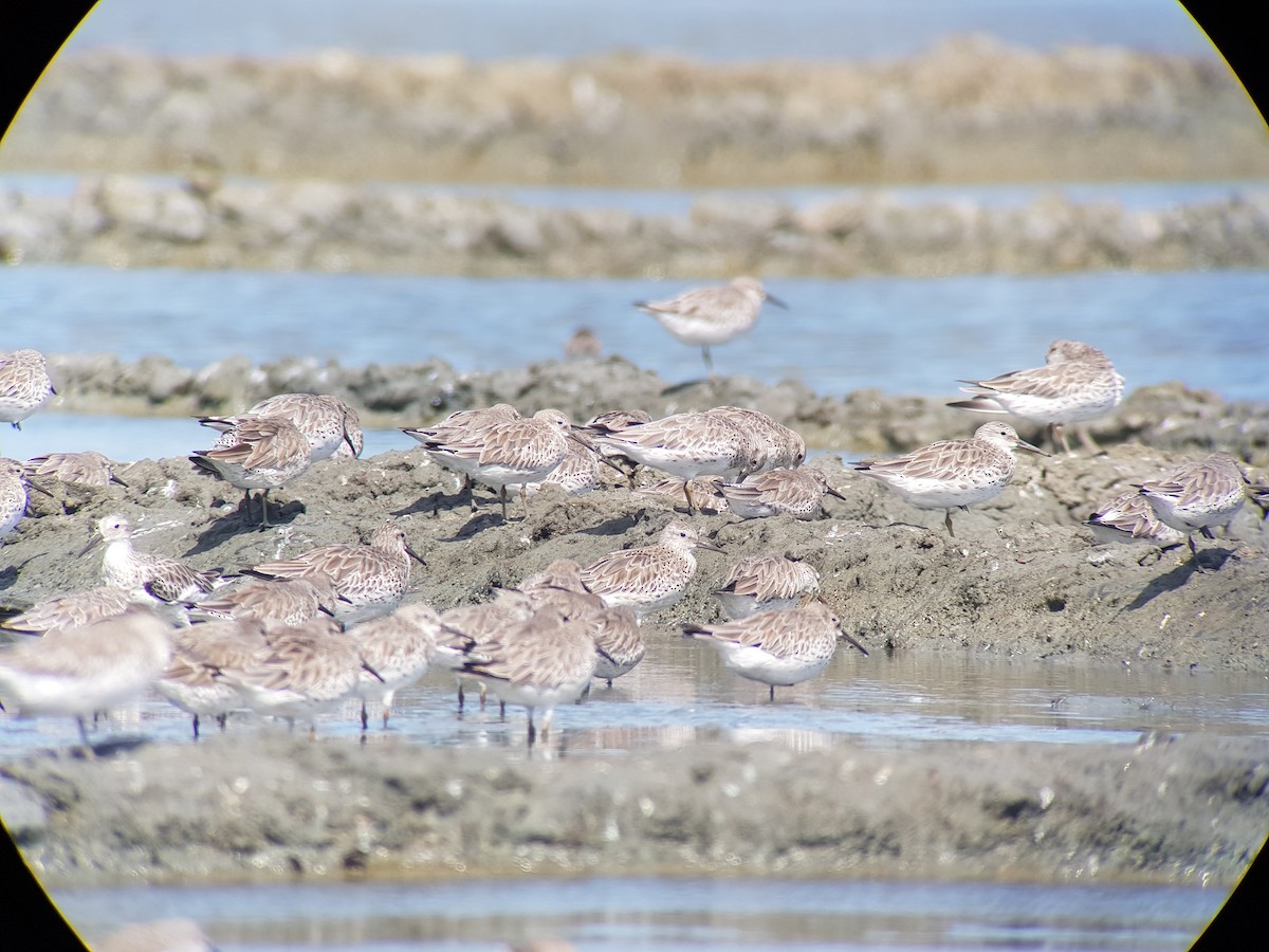 Great Knot - ML402204601