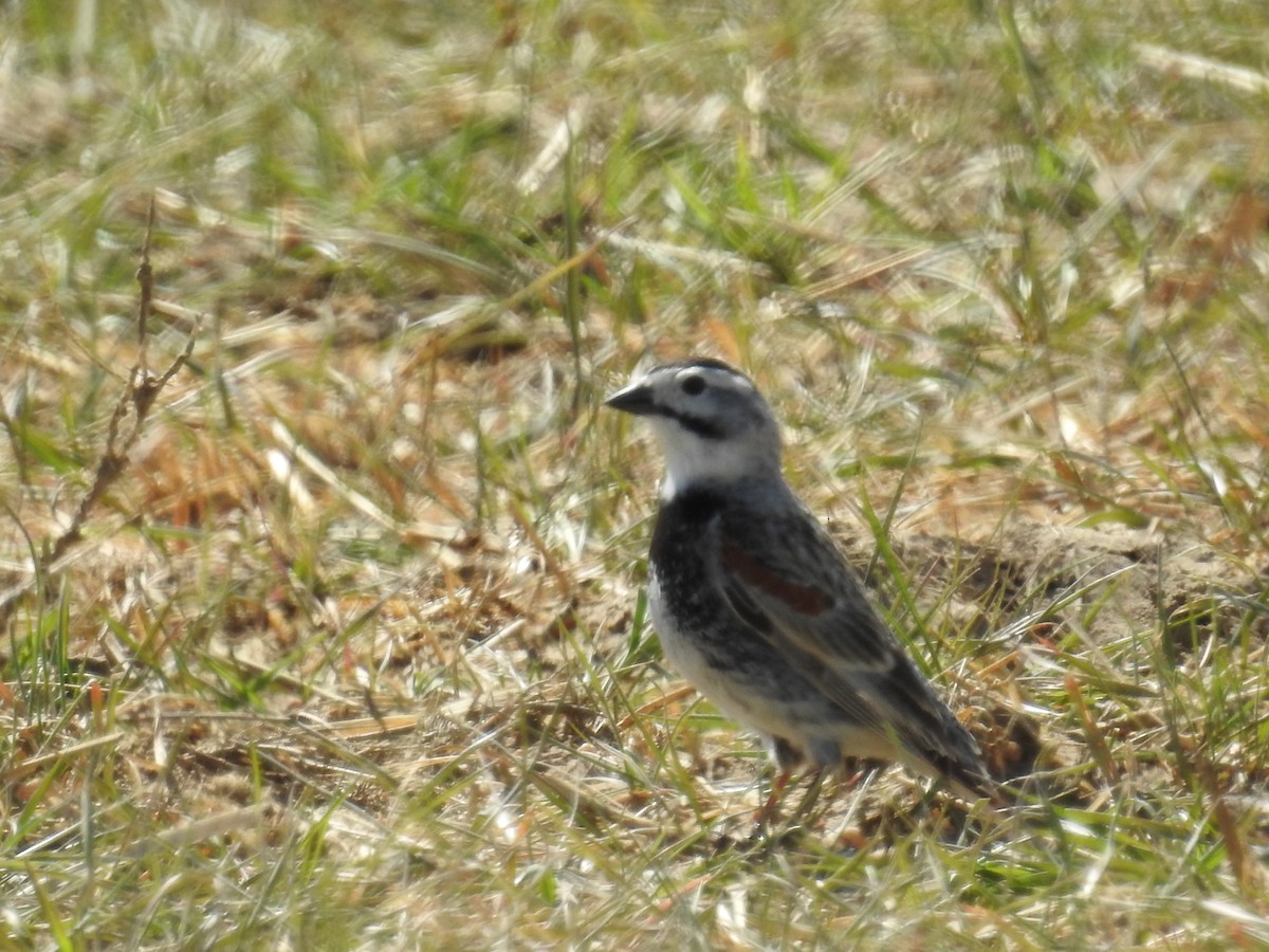Thick-billed Longspur - ML40221081