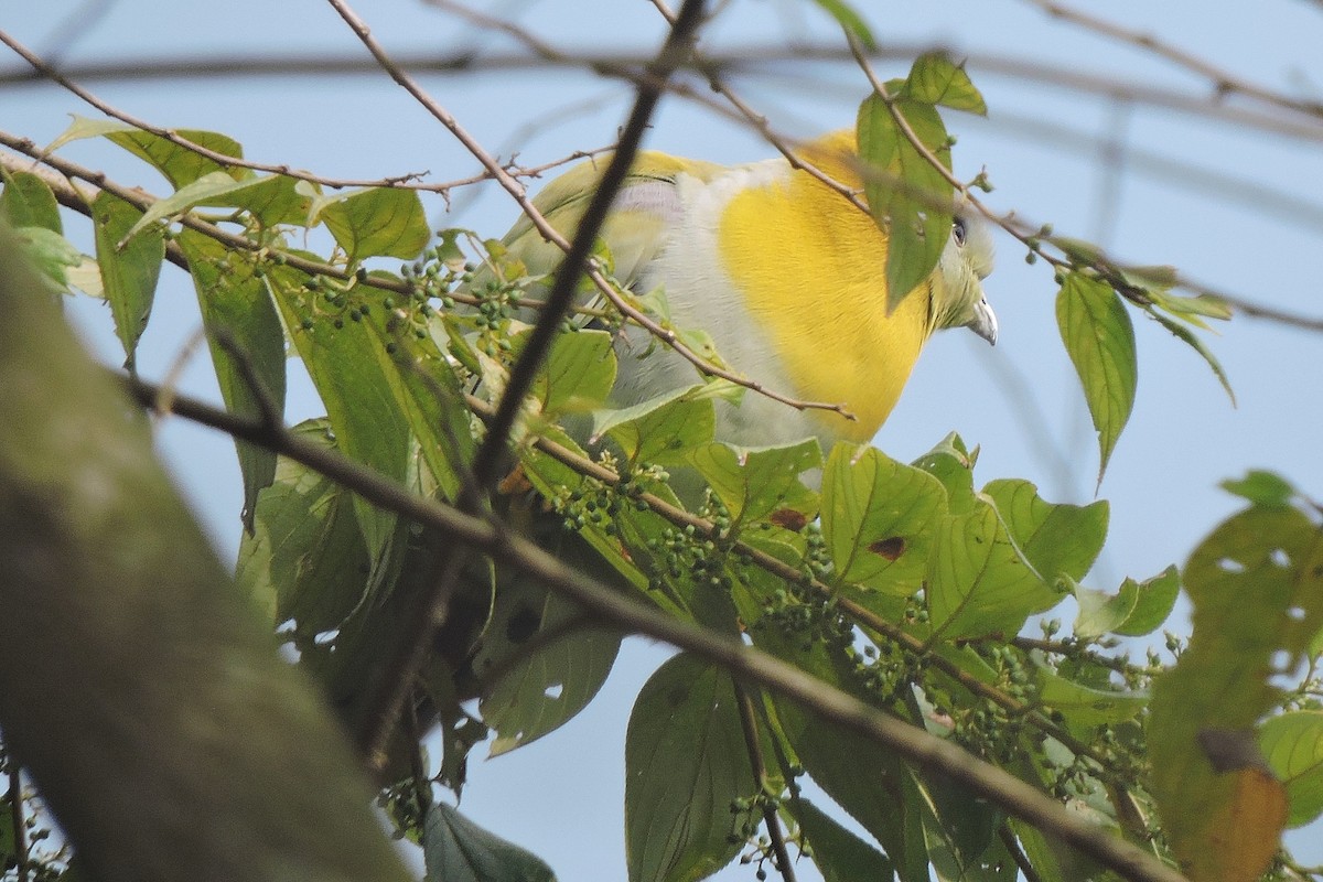 Yellow-footed Green-Pigeon - ML402211831