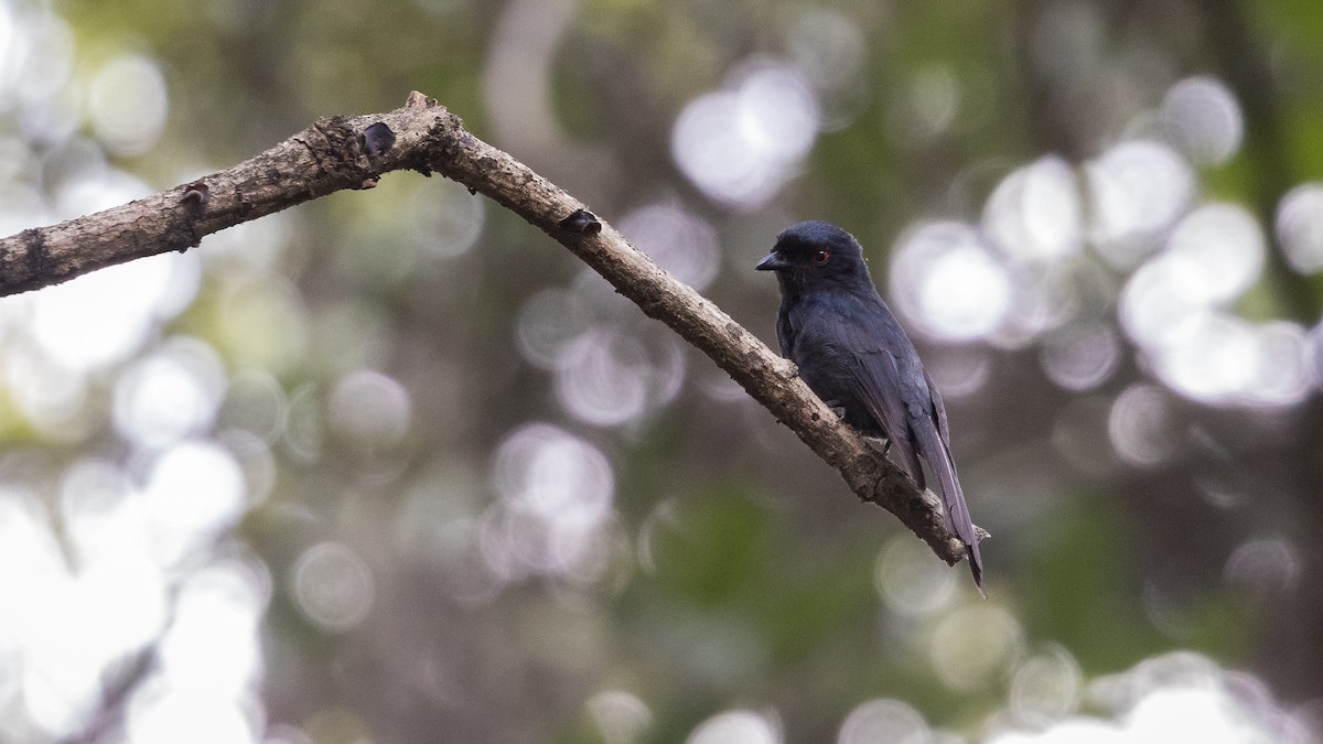 Common Square-tailed Drongo - ML402211981