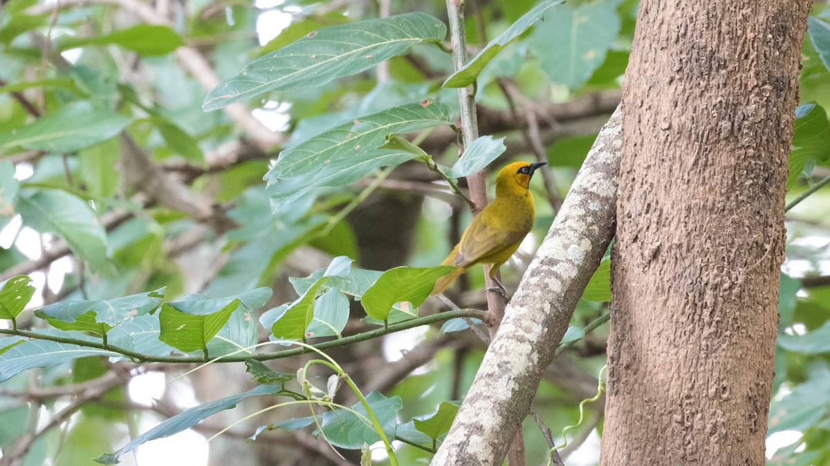 Spectacled Weaver (Yellow-throated) - ML402213421