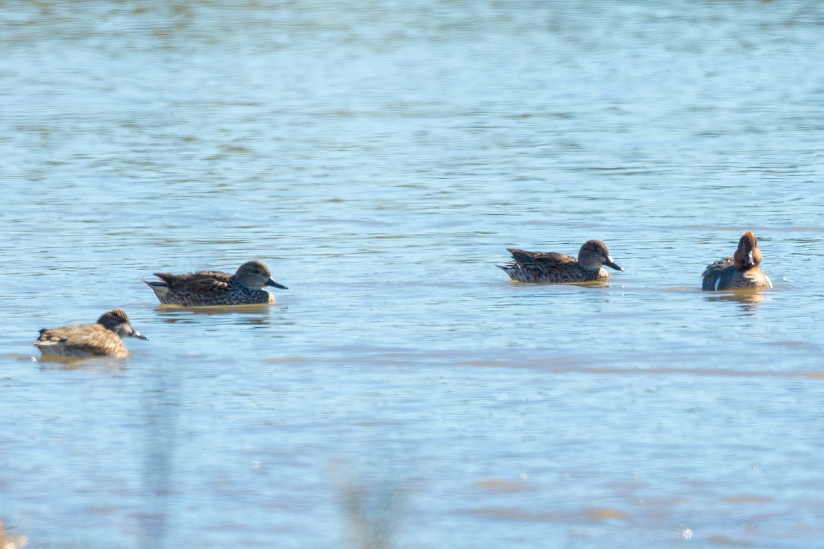 Green-winged Teal - ML402213671