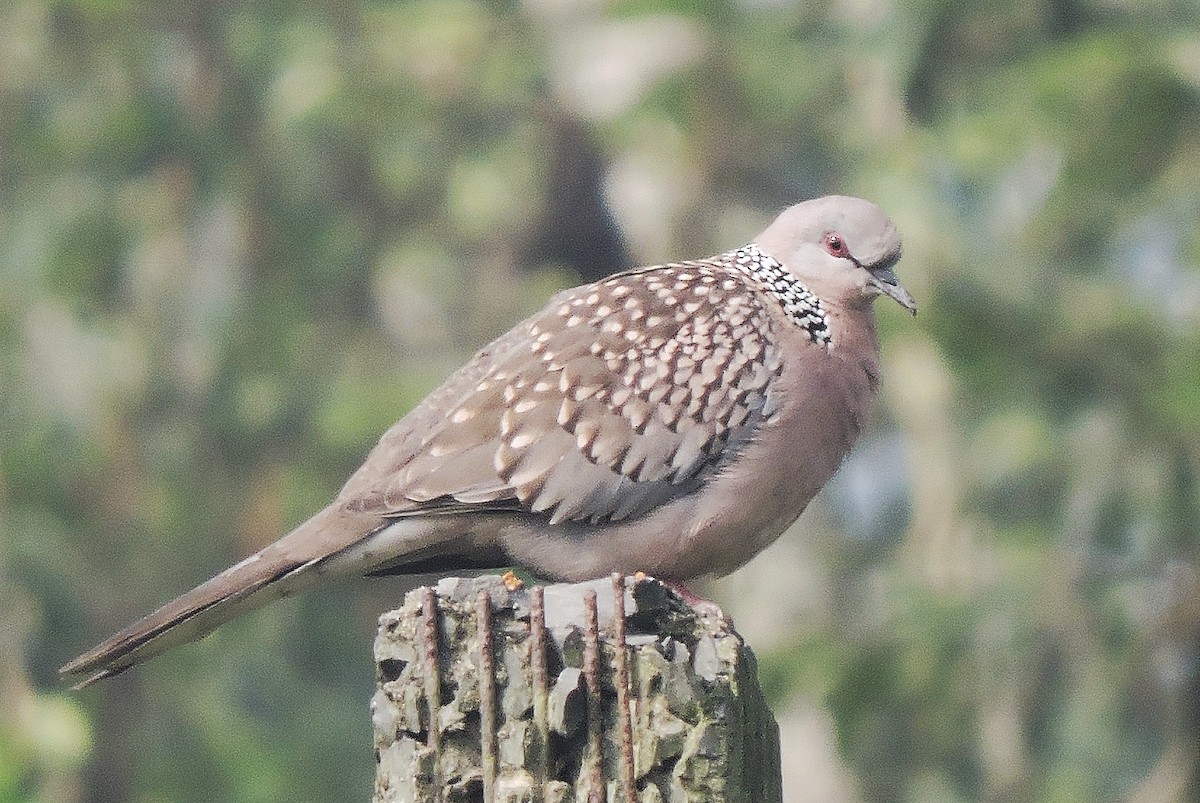Spotted Dove - ML402219441