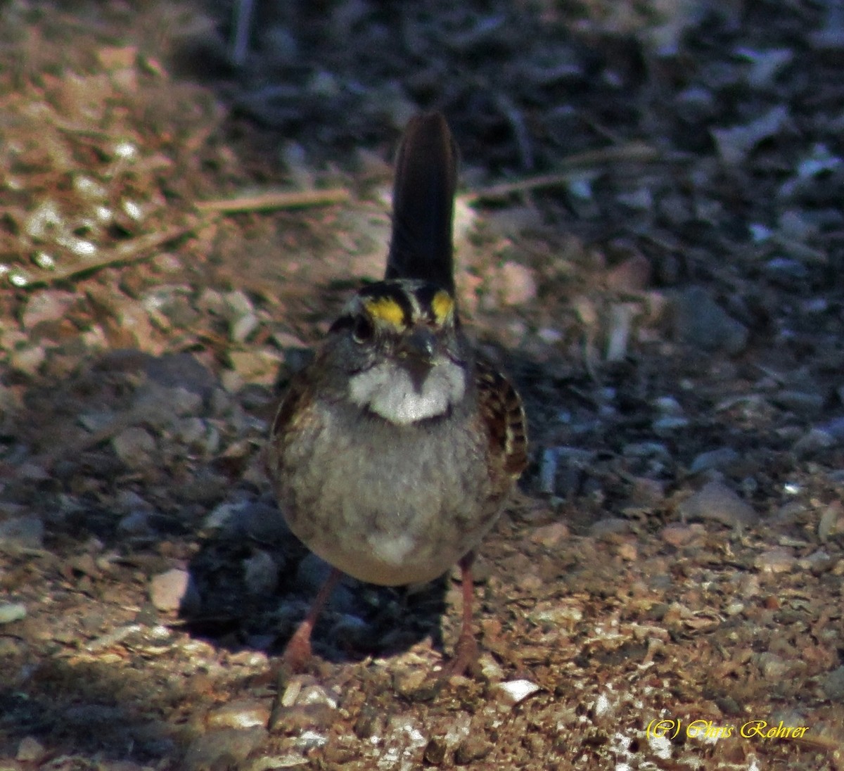 White-throated Sparrow - ML40222201