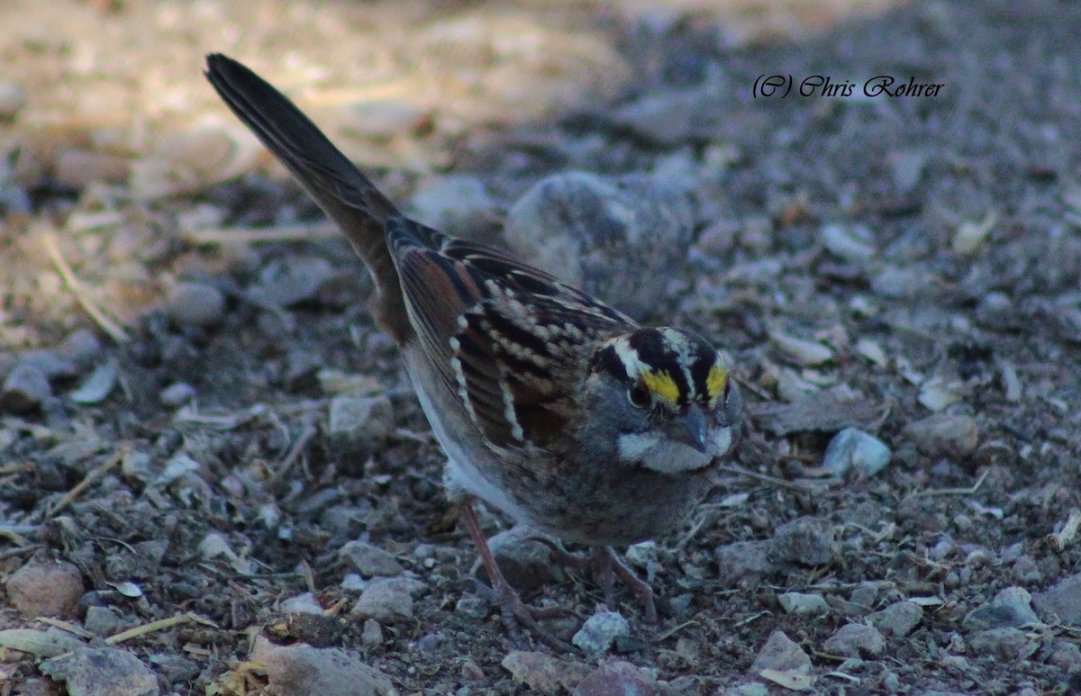 White-throated Sparrow - ML40222211