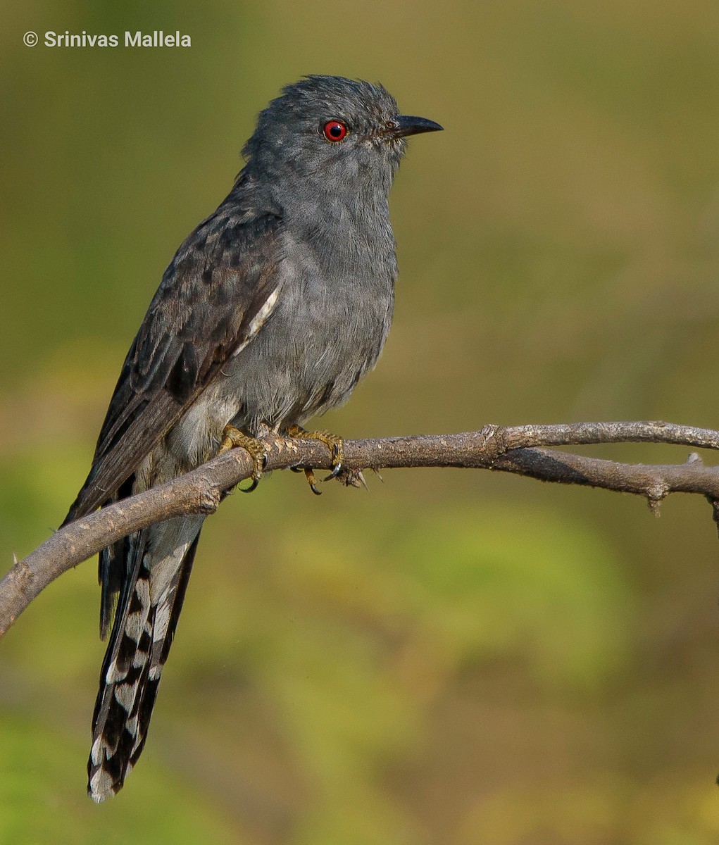 Gray-bellied Cuckoo - ML402222701