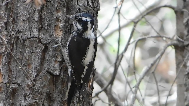 American Three-toed Woodpecker (Rocky Mts.) - ML402223581