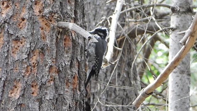 American Three-toed Woodpecker (Rocky Mts.) - ML402223651