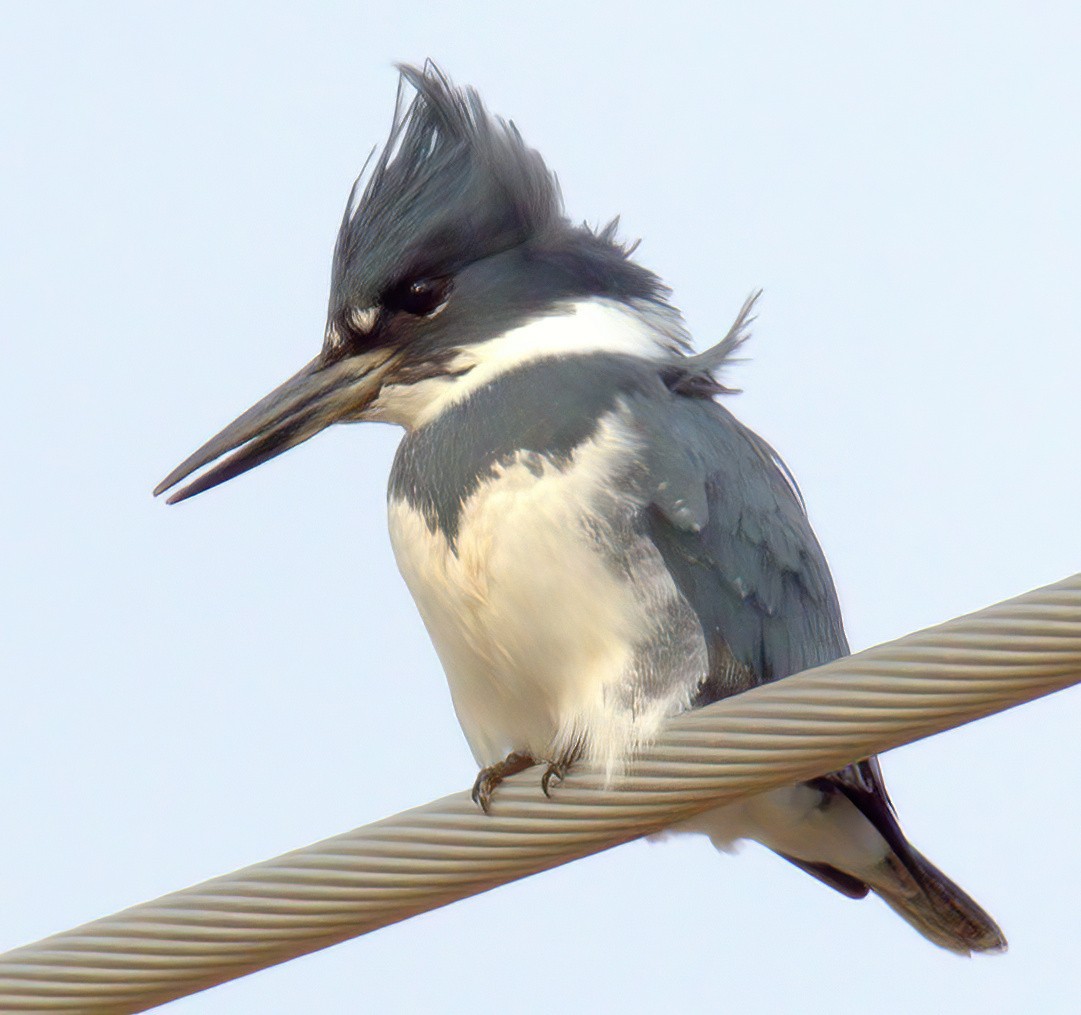 Belted Kingfisher - ML402224531