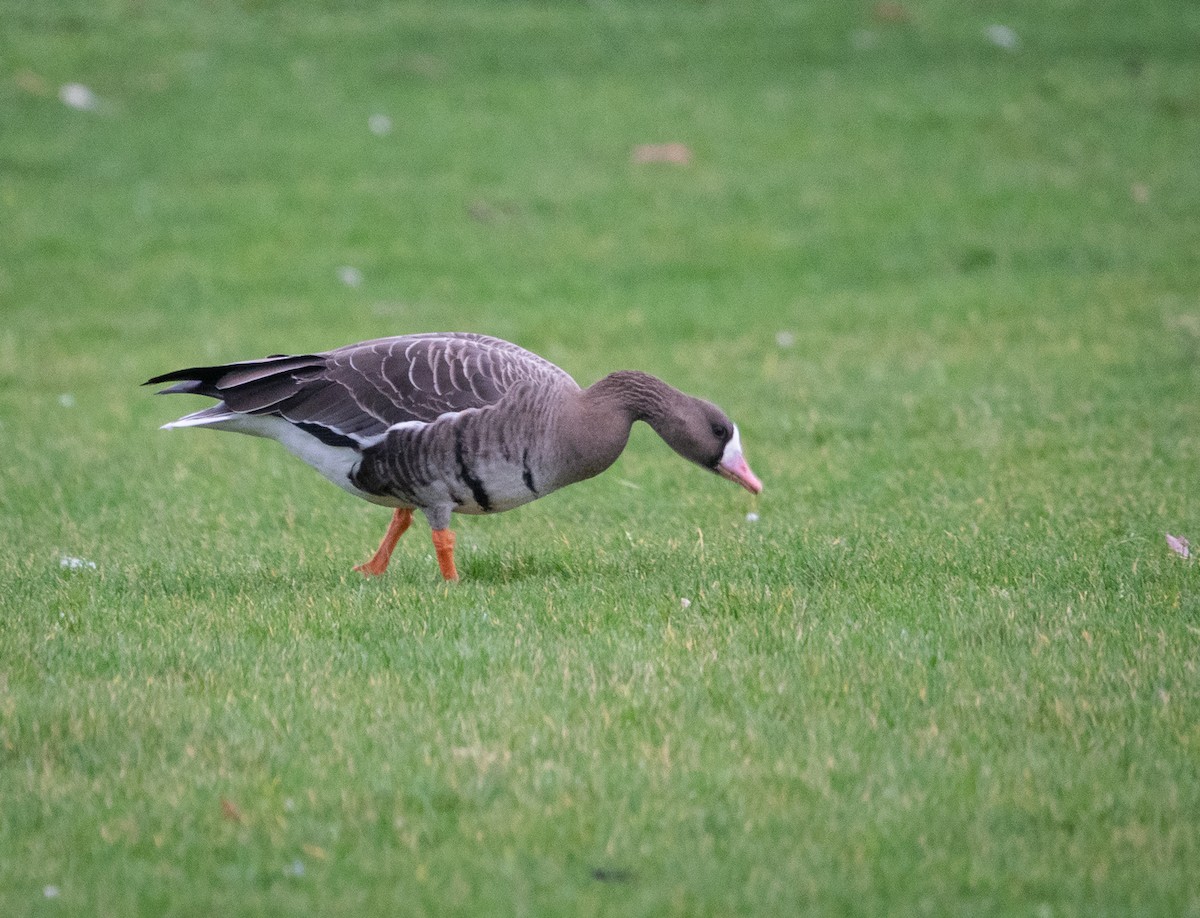 Greater White-fronted Goose - ML402225001