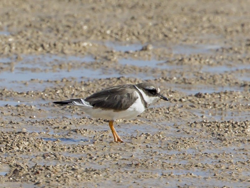 Common Ringed Plover - ML402227891