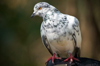 Rock Pigeon (Feral Pigeon), ML402238121