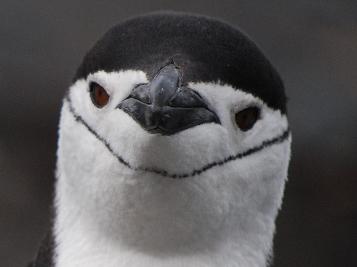 Антарктический пингвин - ML402238911