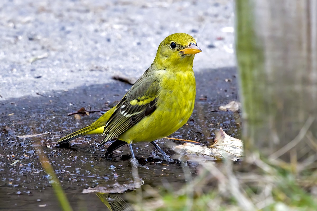 Western Tanager - ML402240421